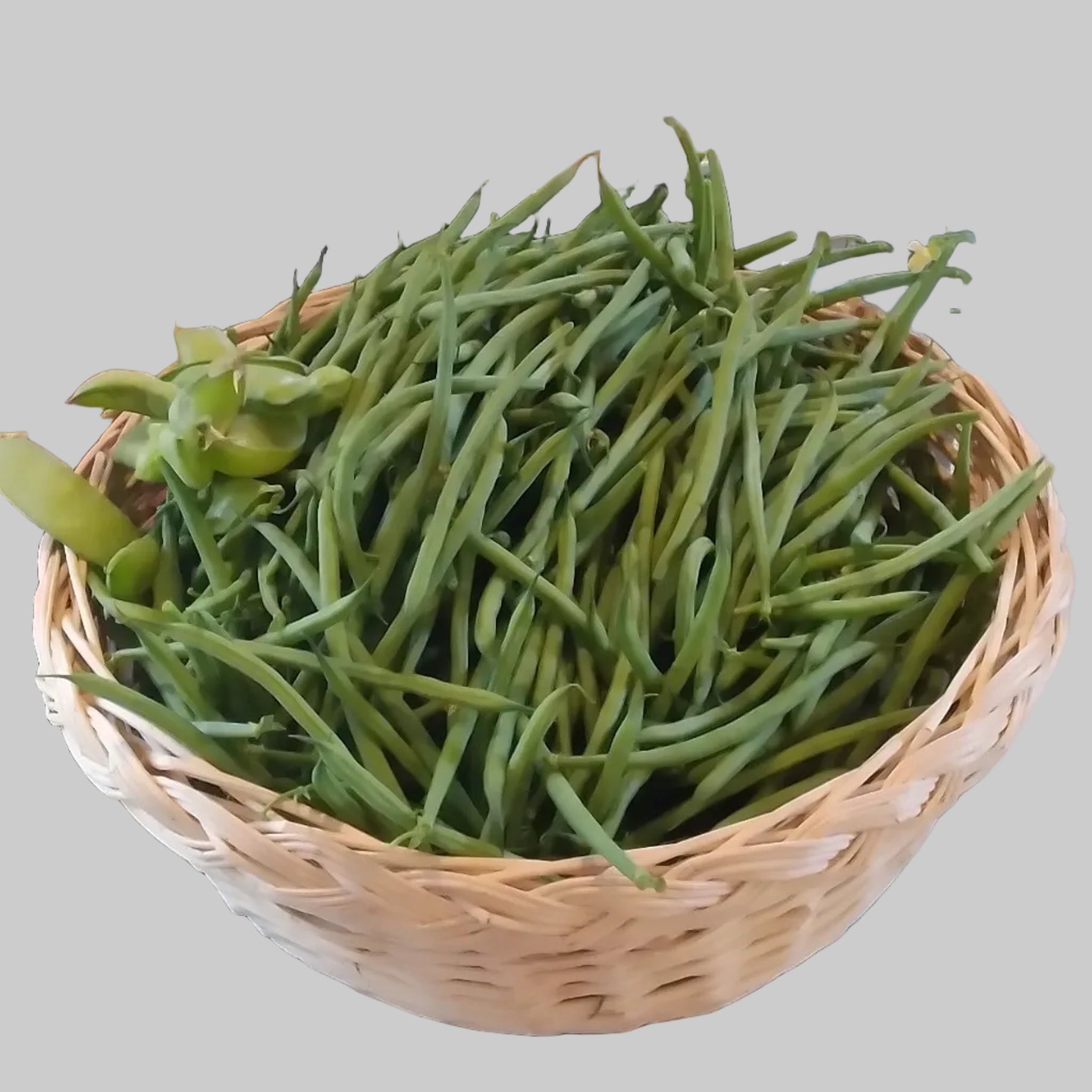 Haricot nain Océanis