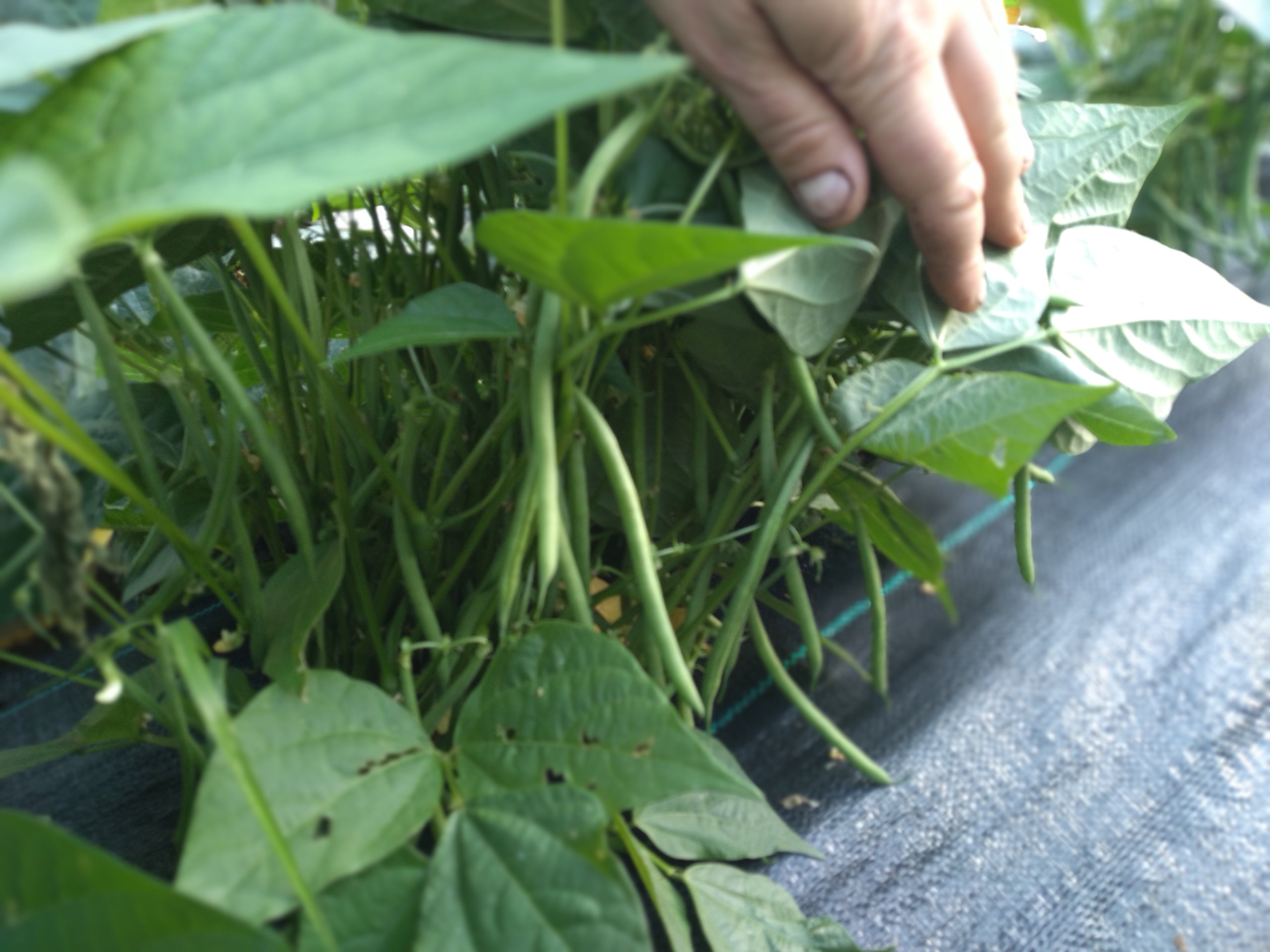 Haricot nain Océanis