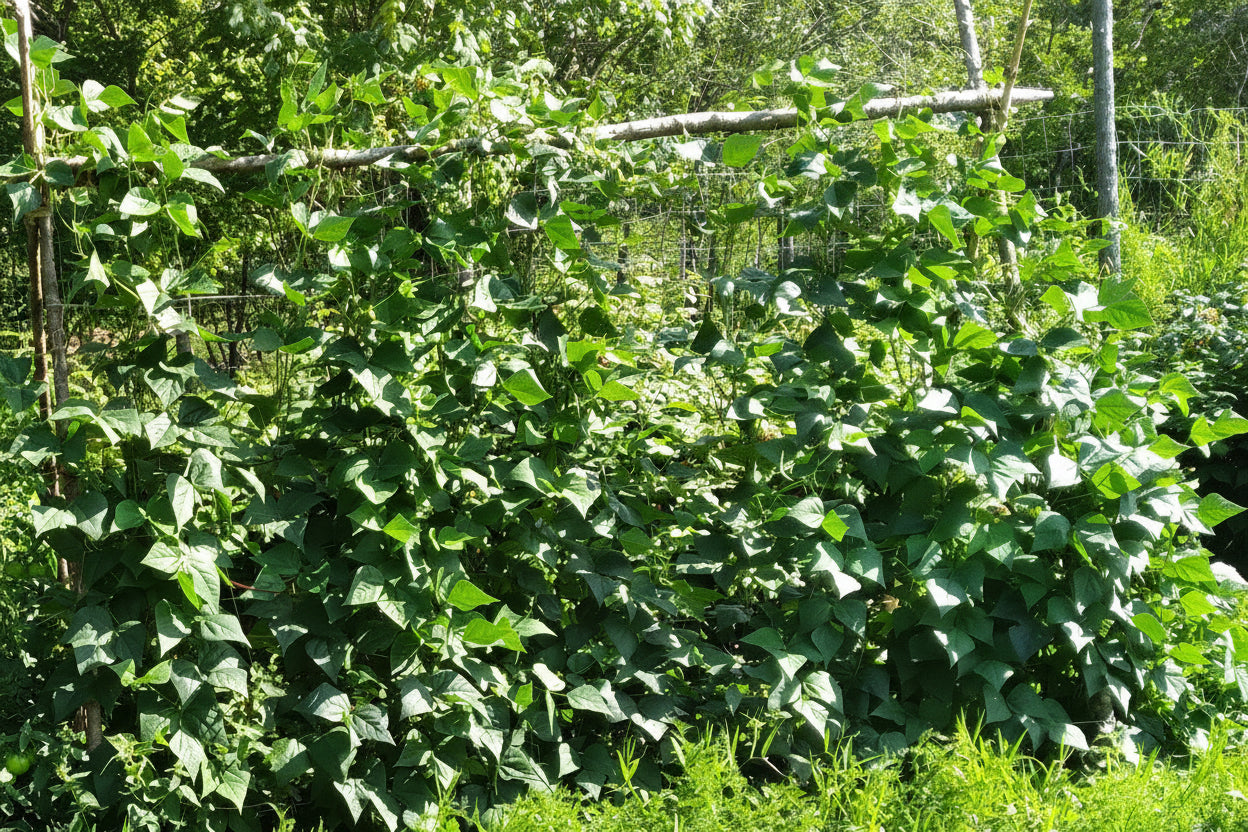 Haricot grimpant Seychelles