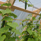 Concombre Early Russian