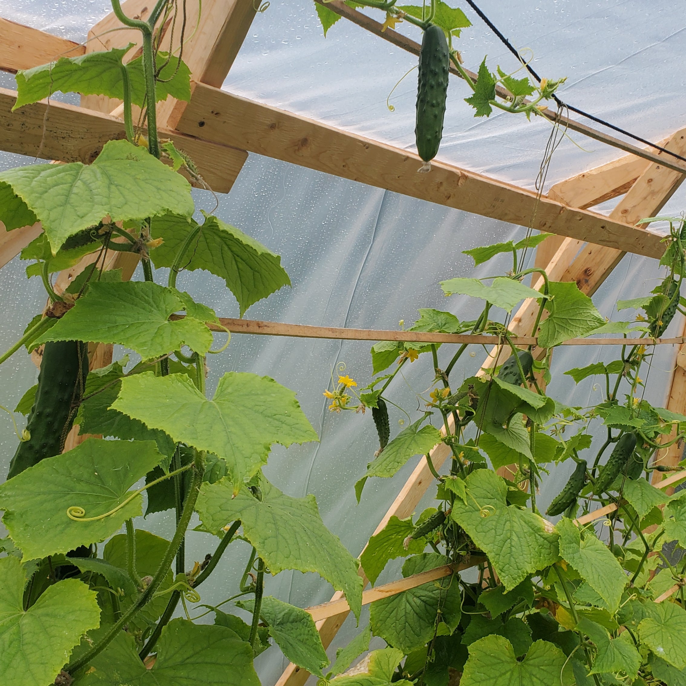 Concombre Early Russian