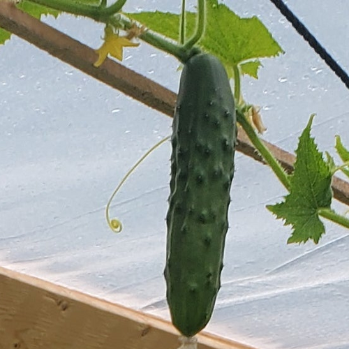 Concombre Early Russian