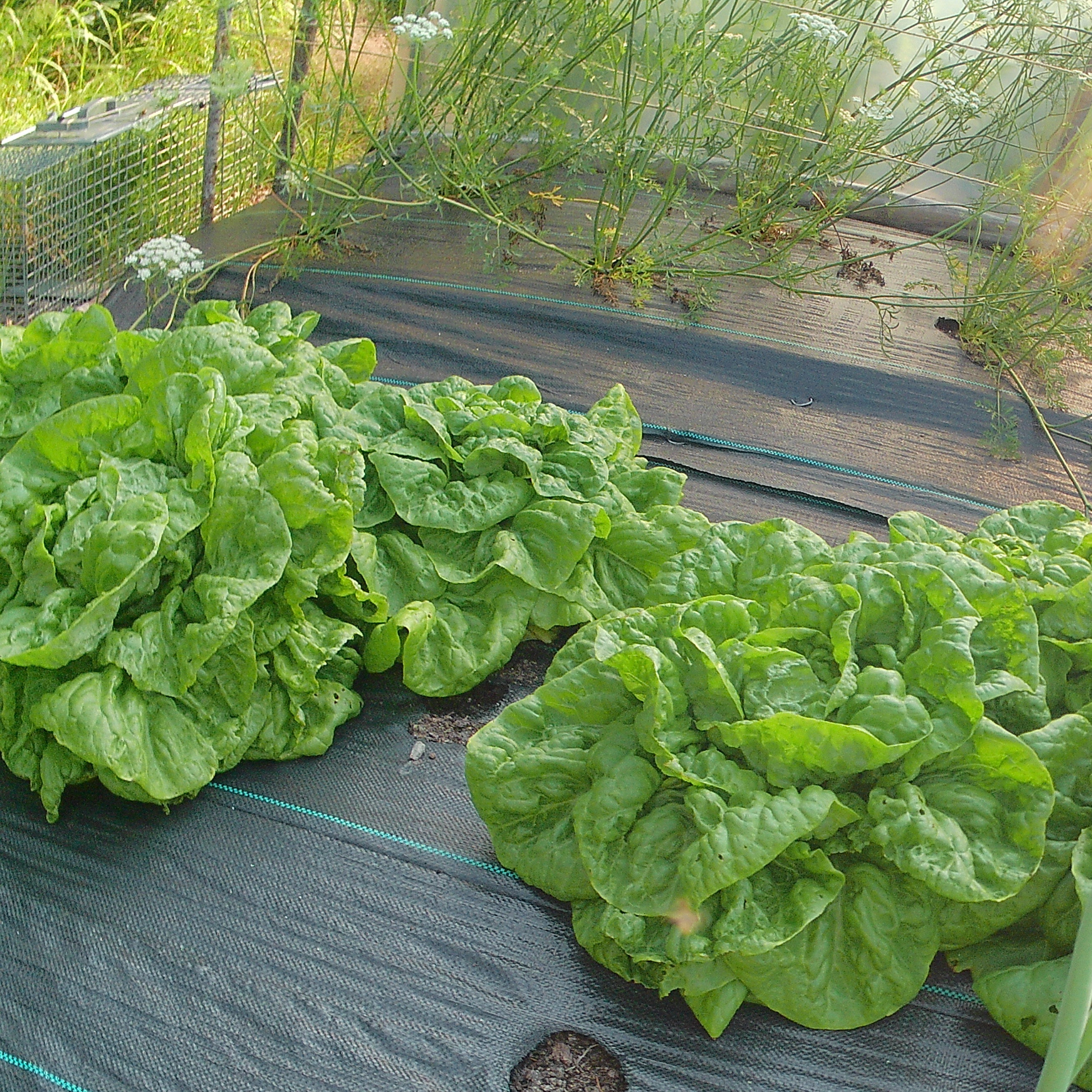 Laitue Grosse Blonde Paresseuse