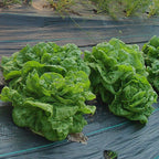 Grosse Blonde Paresseuse Lettuce