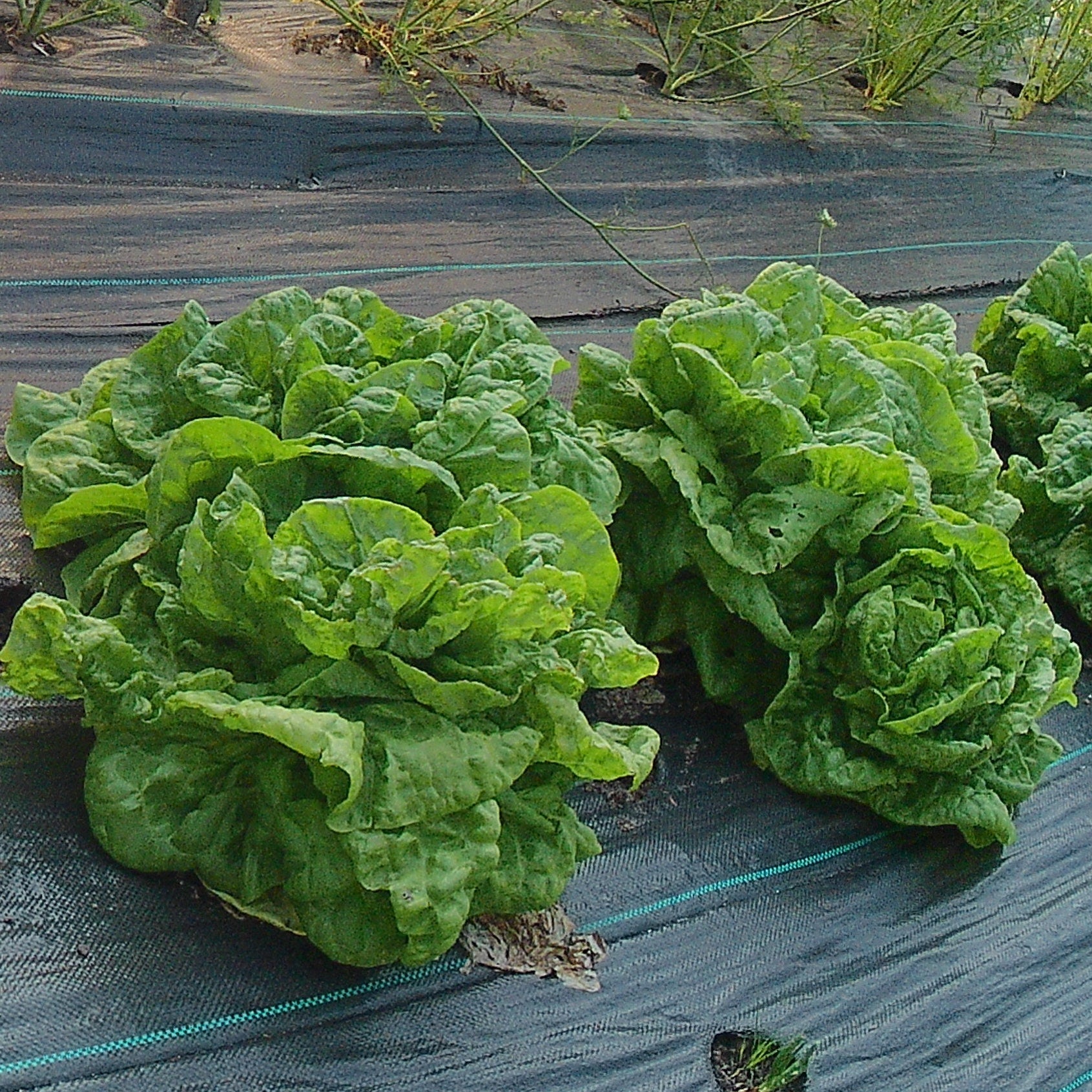 Laitue Grosse Blonde Paresseuse