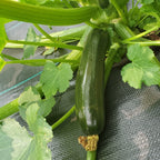 Courgette Dark Green