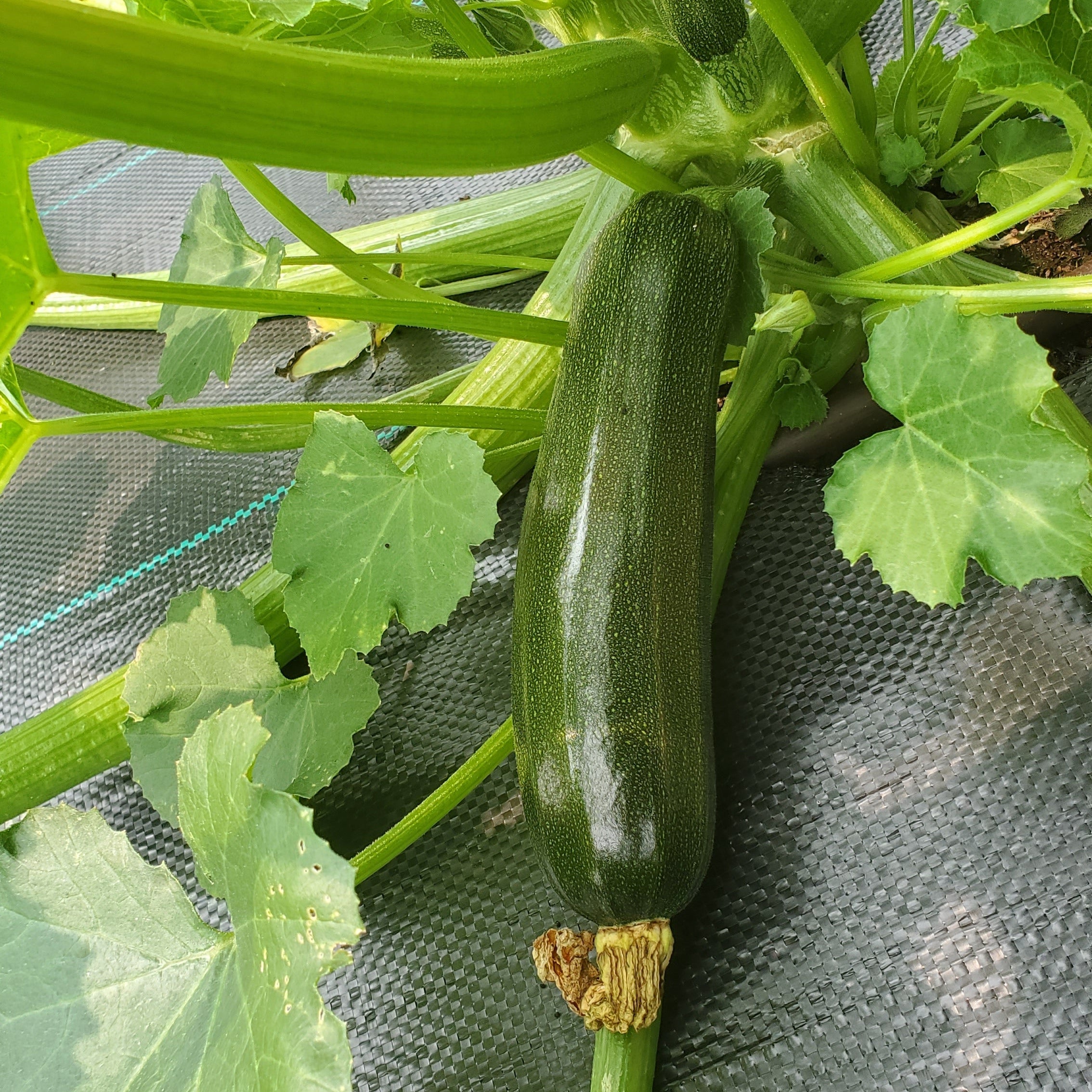 Courgette Dark Green