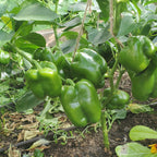 Poivron King of the North