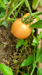 Tomate Canabec Super