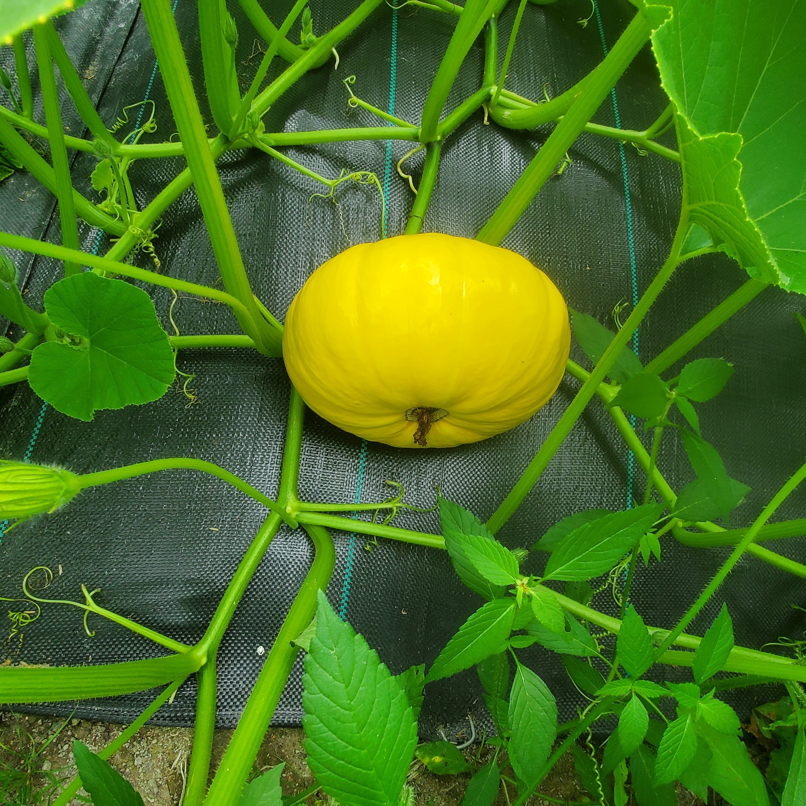 Rouge Vif d'Etampes Squash