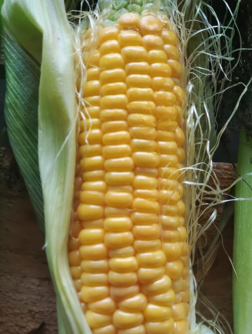 Maïs Fisher's Earliest