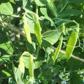 Old England Kelway Peas
