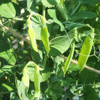 Old England Kelway Peas