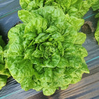 Grosse Blonde Paresseuse Lettuce