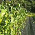 Maïs Fisher's Earliest