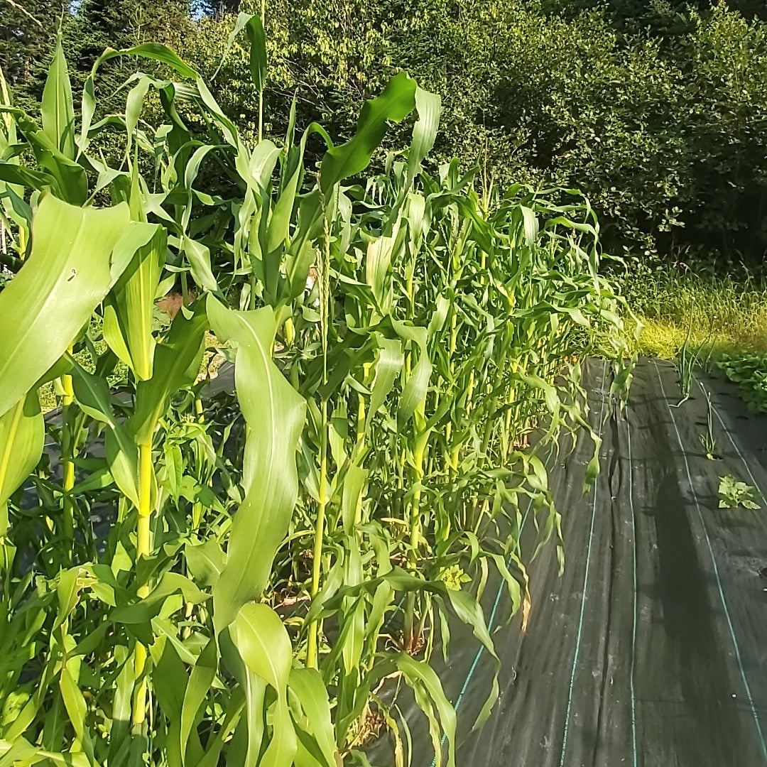 Maïs Fisher's Earliest