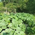 Courge Rouge Vif d'Etampes