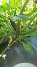 Courgette Dark Green