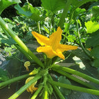 Courgette Dark Green