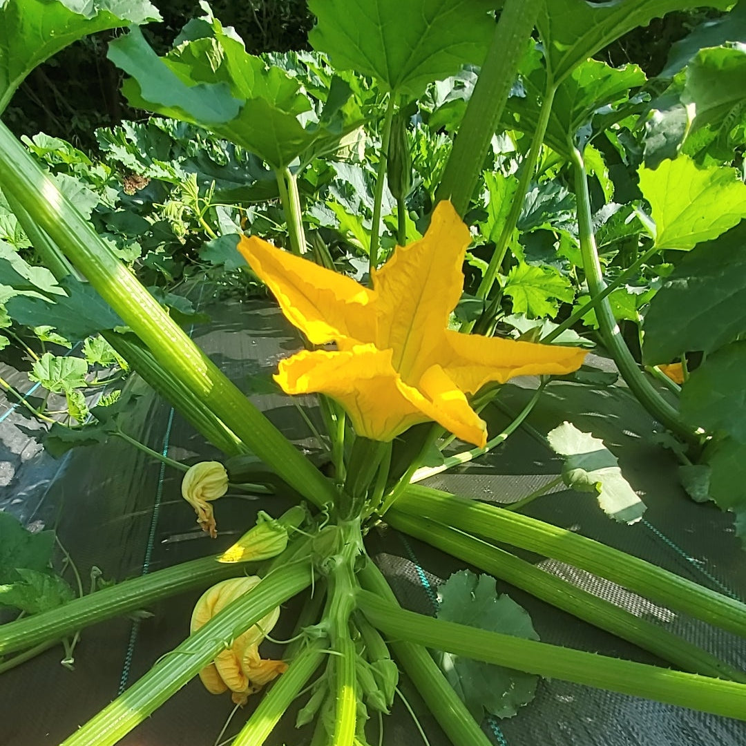 Courgette Dark Green