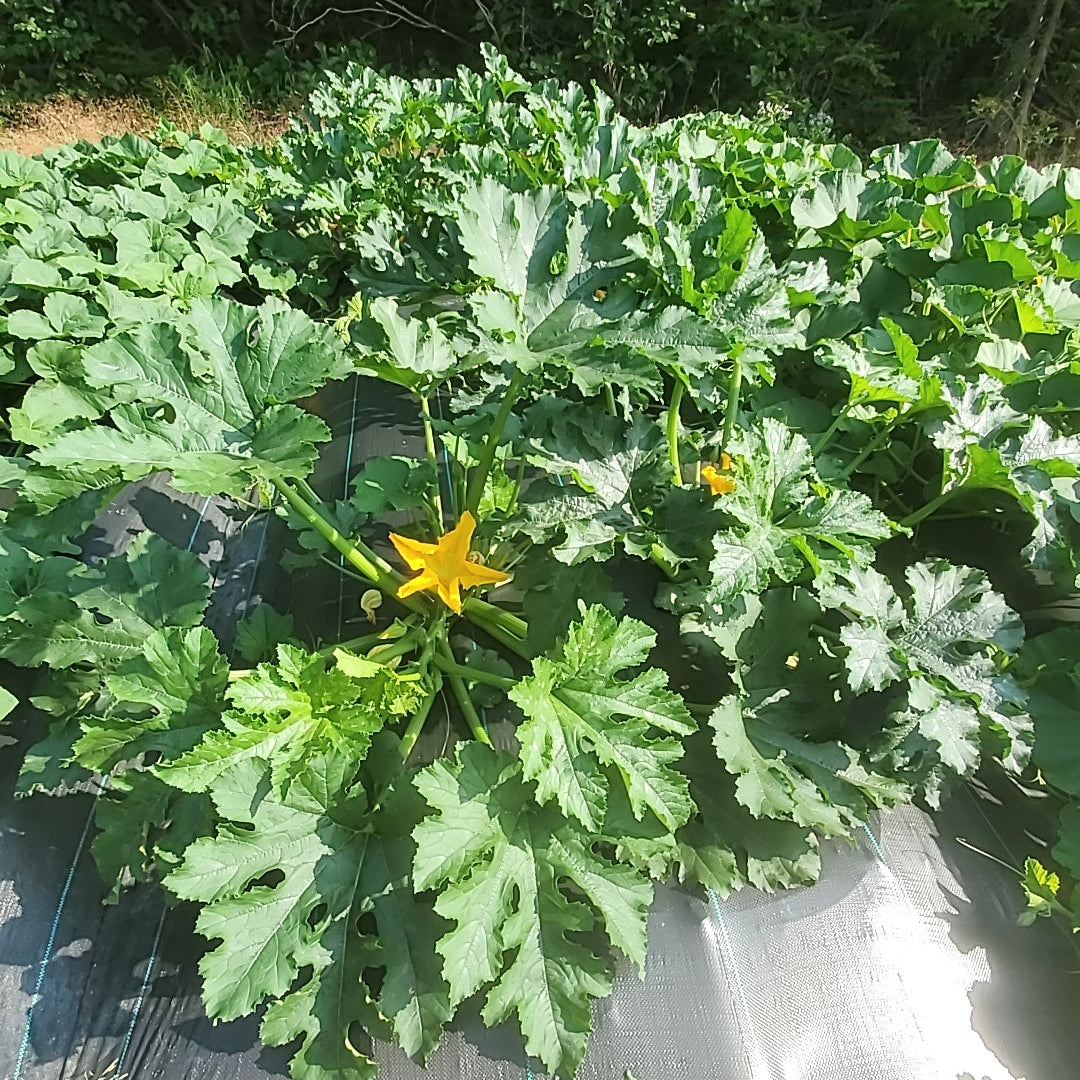 Courgette Dark Green