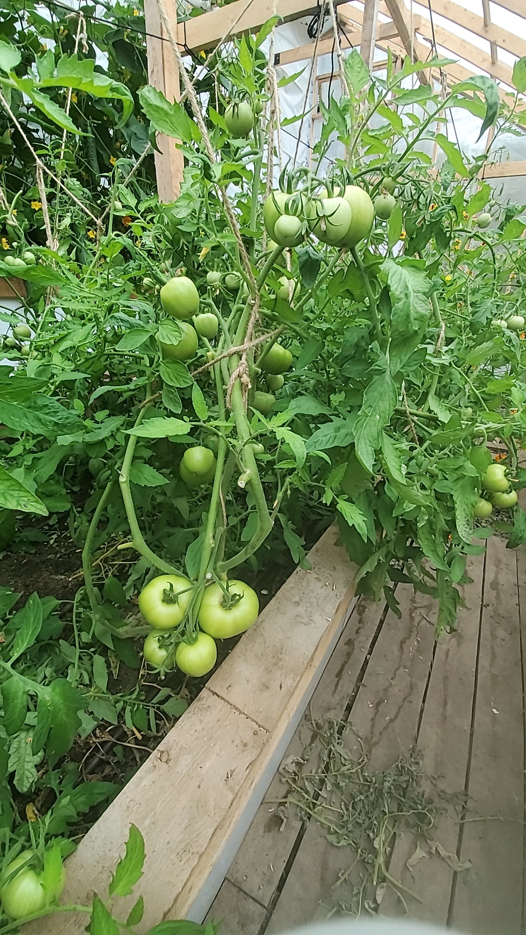 Tomate Canabec Super