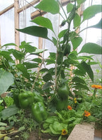 Poivron King of the North