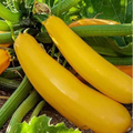 Courgette à zucchini Golden