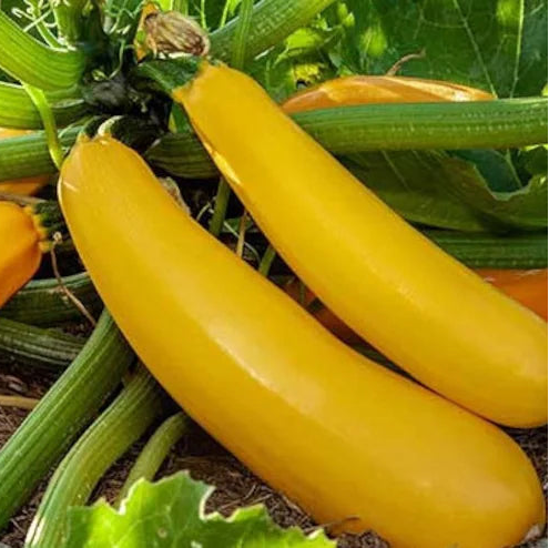 Zucchini Golden 